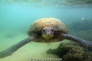 Green Turtle
She came just to my head!?-Fright, why, I'm... by Hans-Gert Broeder 